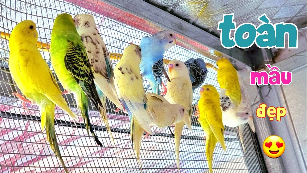 Để Có Chim Tặng Fan Mình Đã Mua Thêm 1 Đàn Yến Phụng Về Ghép Sinh Sản / Quế Nghịch