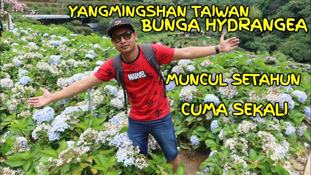 MELIHAT INDAHNYA BUNGA HYDRANGEA || YANGMINGSHAN || TAIPEI TAIWAN 