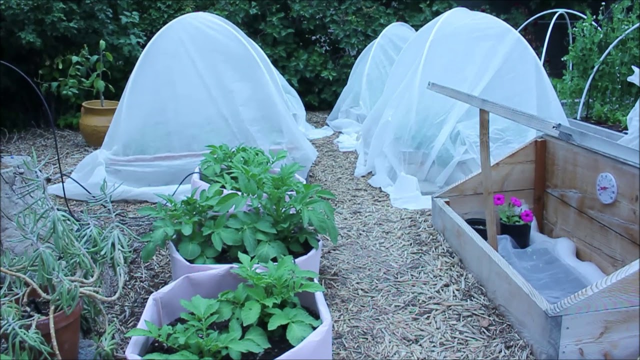 Will Frost Kill Potatoes? A Guide to Protecting Your Potato Harvest