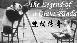 Amazing China: The Legend of a Giant Panda 美丽中国：熊猫传奇