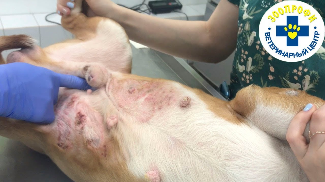 Как Вылечить Пищевую Аллергию у Собаки? Какой Подобрать Корм?