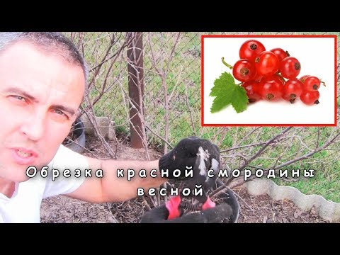 Pruning red currants in spring