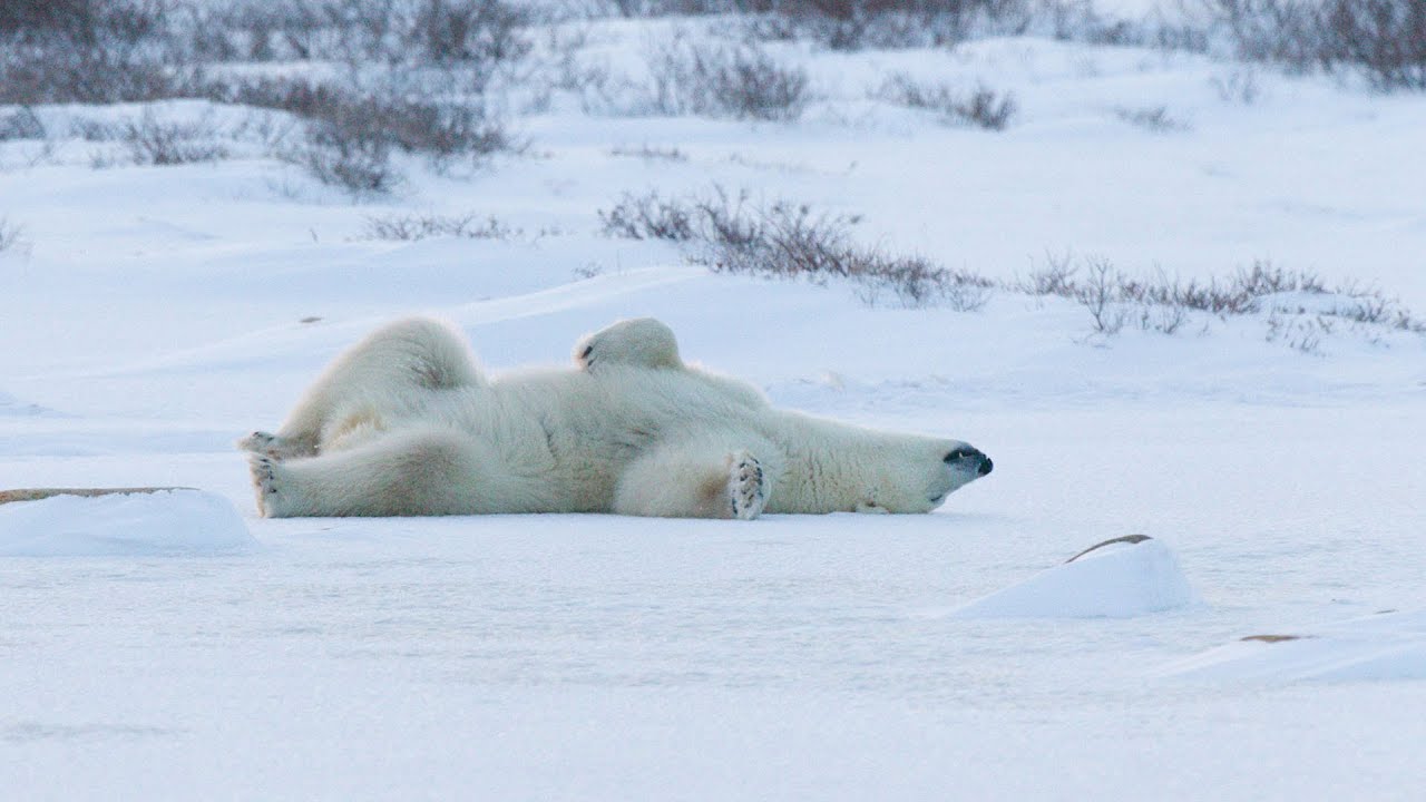 Polar Bears International.