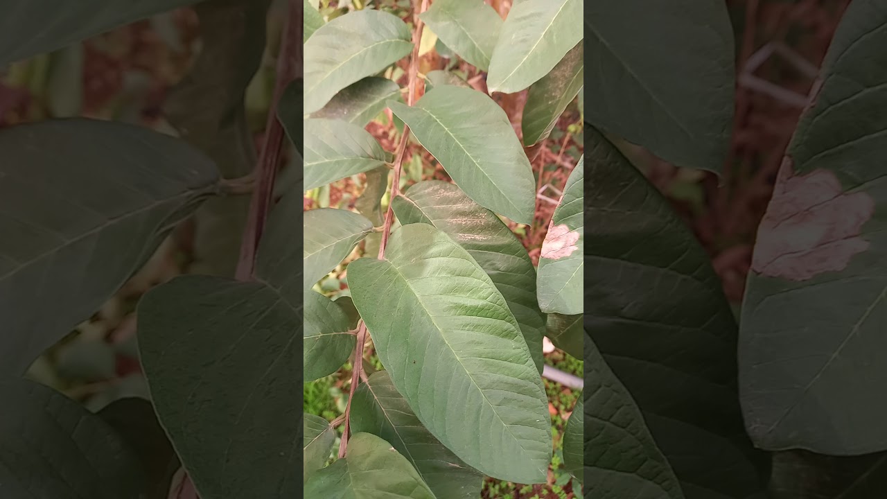 كل ما يهمك معرفته عن شجرة الجوافة