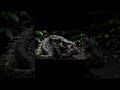 Venomous snakes love porcupines #ai