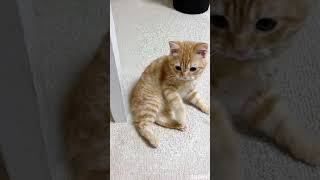 Enemy detected #cat #catmeme #memes #viral #shortsfeed #shortstory #funny