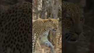 Savage Stories of Wildlife: The Brutal Reality of Nature's Predators