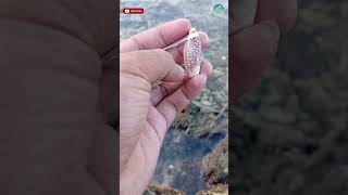 gradient cone textile #seashells #seashellstory #shortvideo