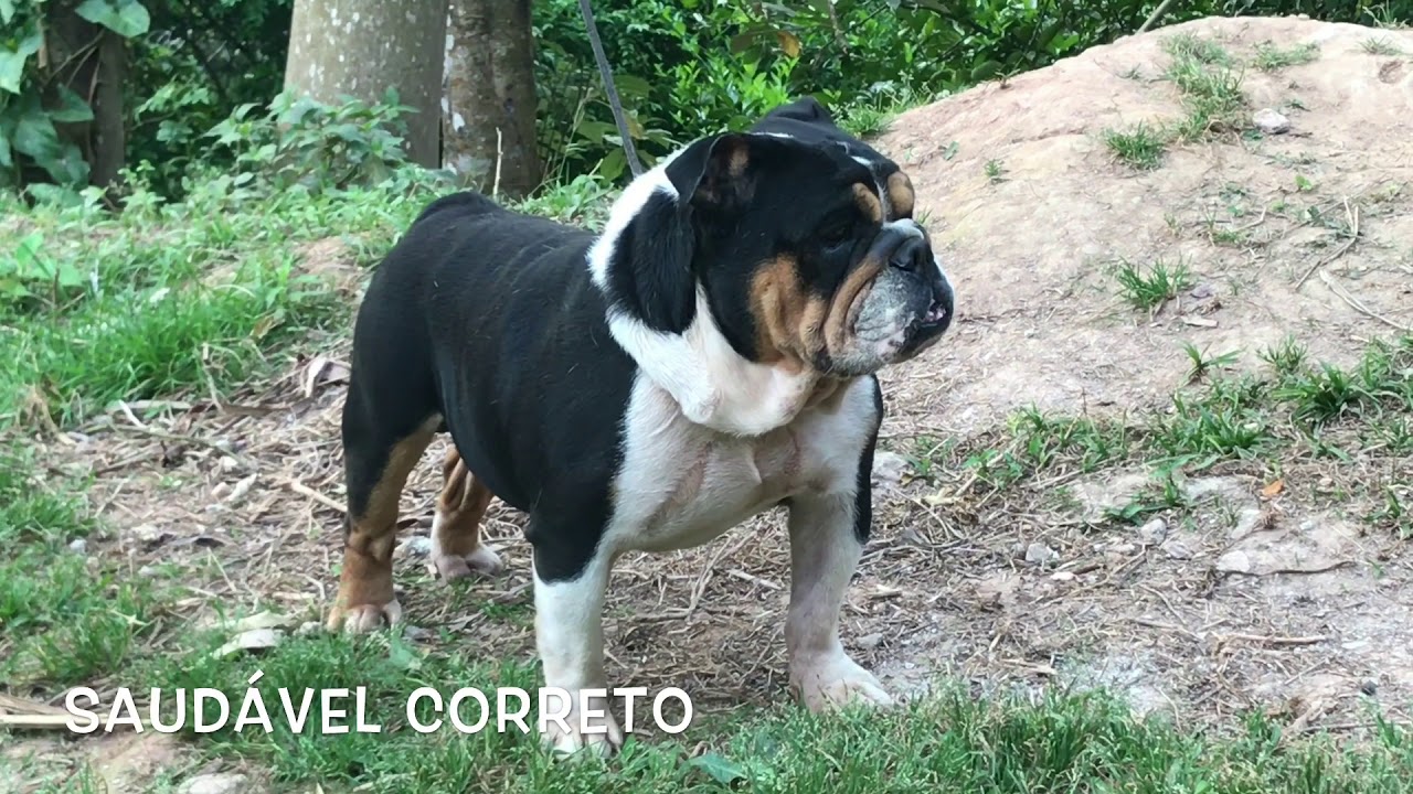 Comprar Mini Buldogue Inglês Raro Tricolor Petclube Rare Bulldogs