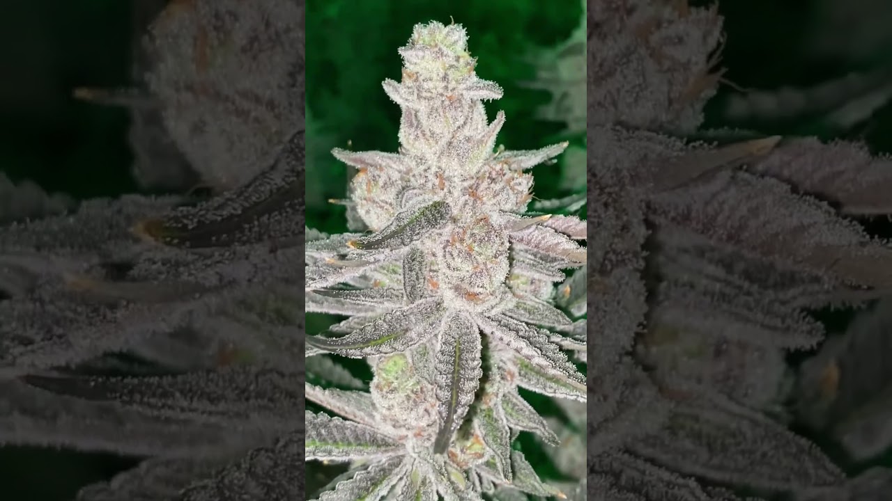 Glitter Bomb Cannabis Strain- Harvest