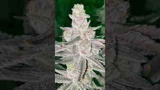 Glitter Bomb Cannabis Strain- Harvest