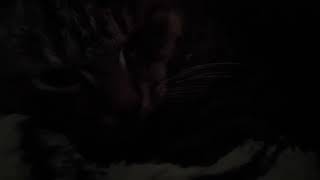 cat_video_2006.wmv