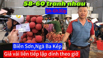 Giá vải thanh hà,u hồng tại Lục Ngạn,Bắc Giang 6/6/2024