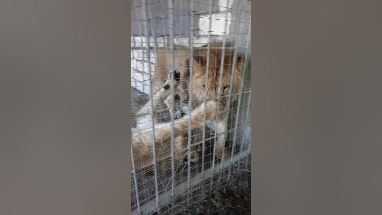 Фото лесная усадьба республика дагестан дербентский