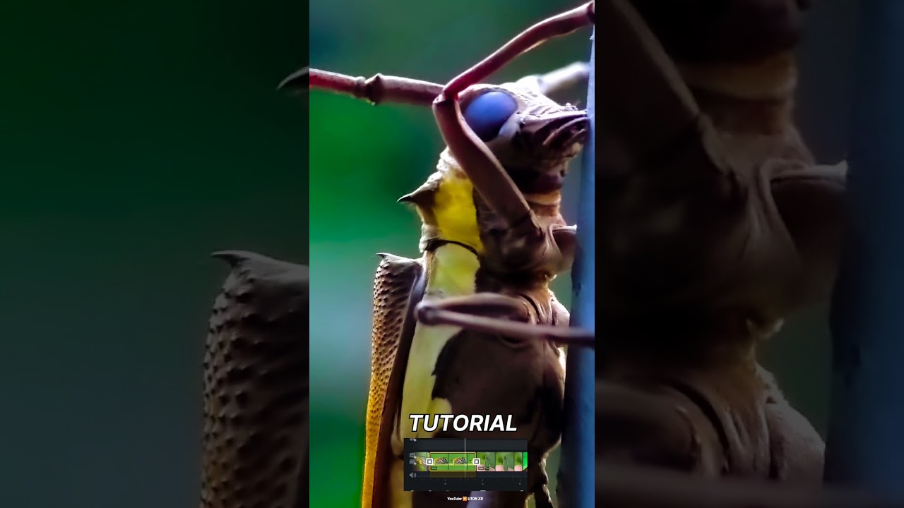 MACRO PHOTOGRAPHY & editing TUTORIALS 🎥📷 😍❤|| VN Tutorials | 