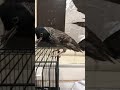 بلبل كشميري ذكر خارج القفص بلبل كشميري ذكر خارج القفص