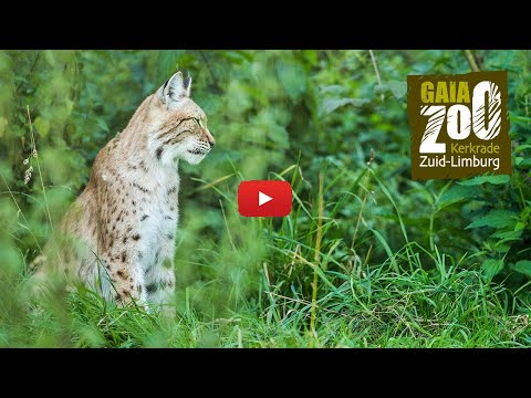 Video: Canadese lynx - een kat die getemd kan worden