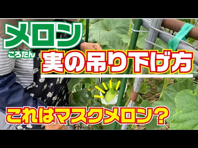 ころたん 実の吊り下げ方 メロン ころたん 高知 Youtube