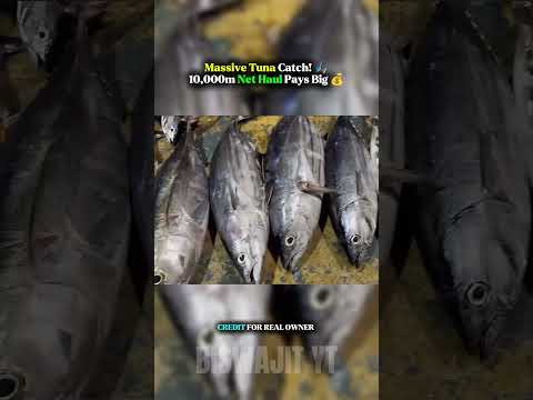 Massive Tuna Catch! 🎣 10,000m Net Haul Pays Big 💰