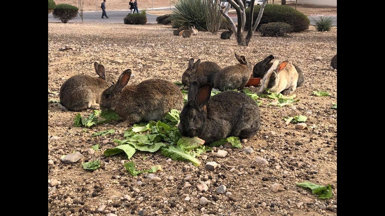 A Woman Went To Help Hundreds Of Abandoned Rabbits – But She Was