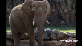 African Savanna Elephant sound effects 