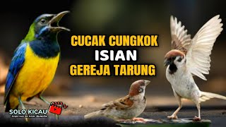 🔴 1 BURUNG 2 LAGU MASTERAN CUCAK CUNGKOK FULL ISIAN KUNTI GEREJA TARUNG cocok buat murai batu ijo
