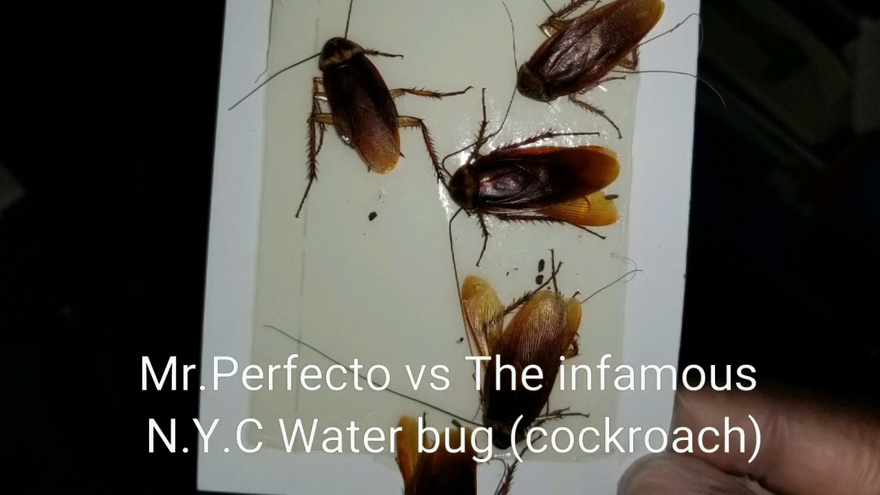MR.PERFECTO EXTERMINATION VS THE NYC WATERBUG (ROACH) YouTube
