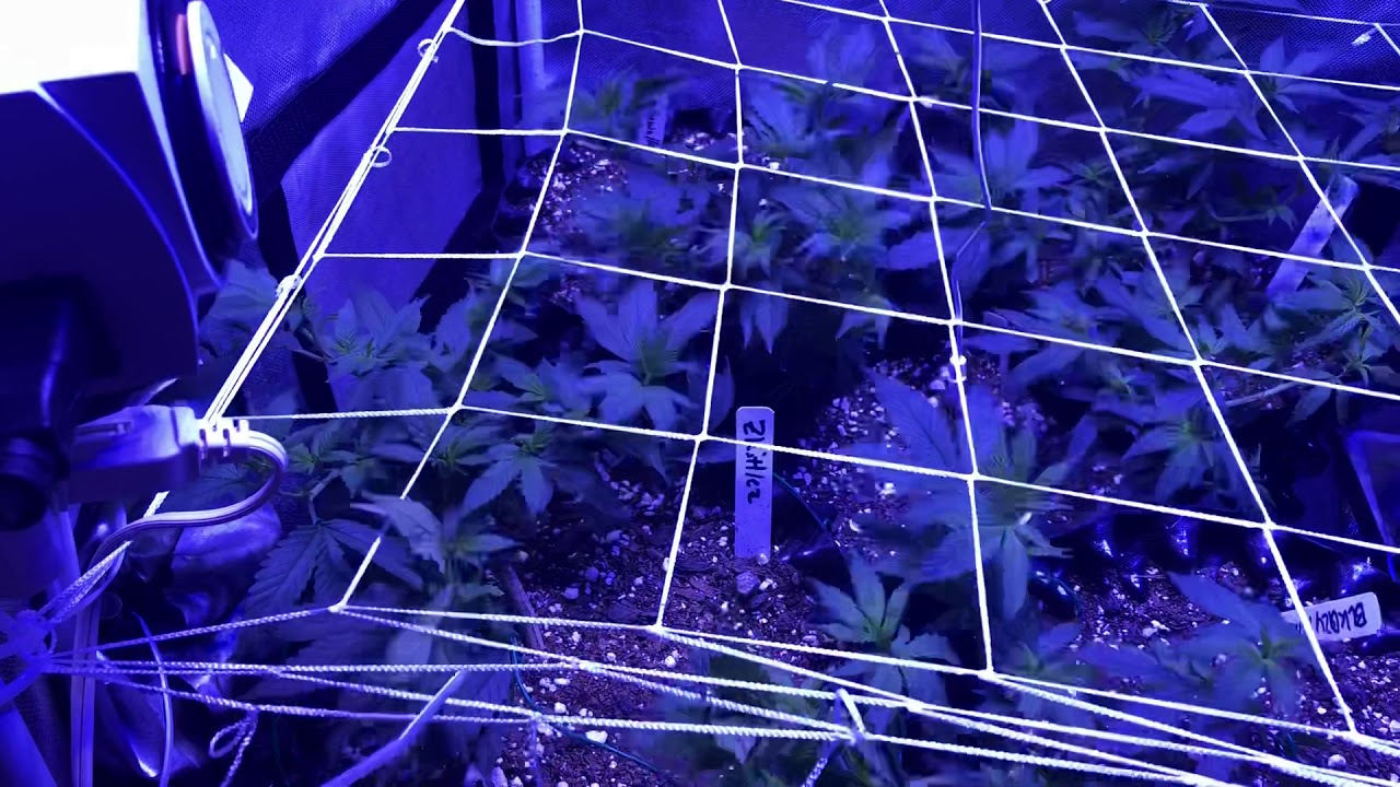 stealth-grow-2x3-fox-farm-dirty-dozen-viparspectra-600w-week-4-day-1