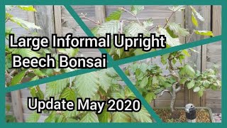 Large Beech Informal Upright Update May 2020