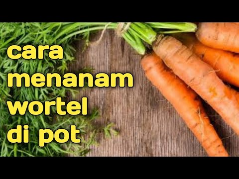 cara menanam wortel dari buahnya @UjmPwdFarm 