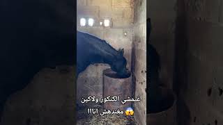 غيمشي الكنكور ولاكين مغندهش انااا 😱 #shorts