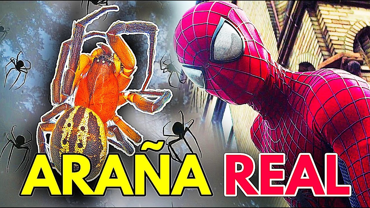 🕷️ ARAÑAS CON NOMBRES DE ACTORES DE SPIDER-MAN 🕷️🕸️ - YouTube
