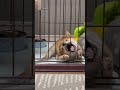 子犬に起きた悲劇から不貞腐れる顔がヤバすぎwww #豆柴 #柴犬 #shibainu #dog #犬 #puppy #子犬