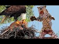 Leopard Risks It All At Extreme Height To Raid Eagle&#39;s Nest To Rescue Her Cub But Fail