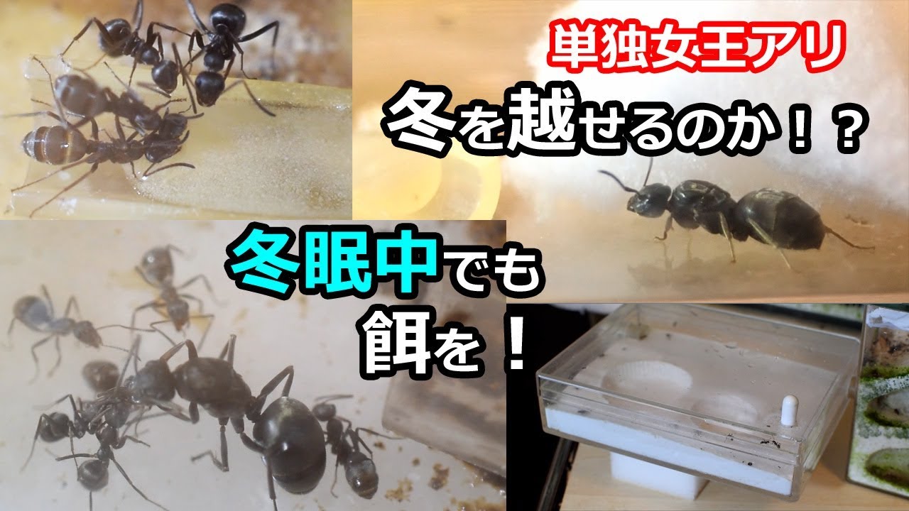 Ant 単独女王アリは冬を越せるのか 冬眠中でも餌を Youtube