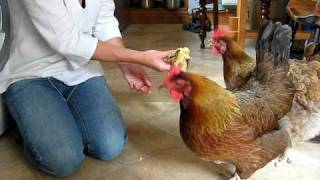 Chickens Eating Bananas