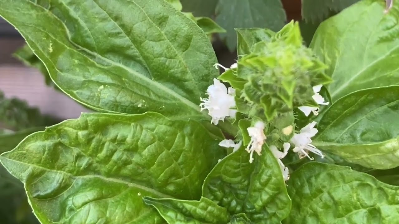 Garden Collage | 3 Top Heavy Self Seeders