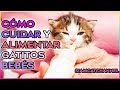Cómo Cuidar y Alimentar Gatitos Bebes (Gatos Abandonados o que perdieron a su madre)- SiamCatChannel