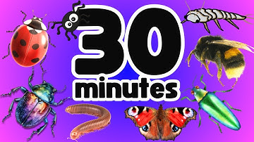 30 Minutes SIMPLE ENGLISH Insects for Kids