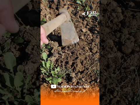 آیا در بهشت می‌توان کشاورزی کرد؟ پاسخ شگفت‌انگیز پیامبر ﷺ #بهشت