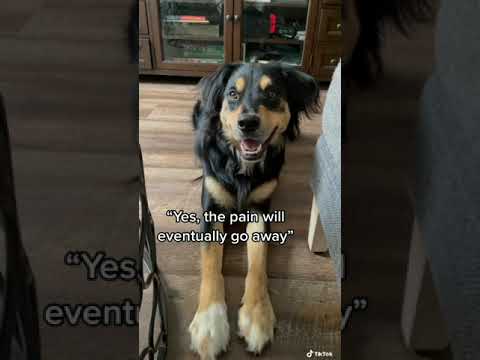 Parvovirus survivor