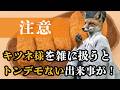 【注意】キツネ様を雑に扱うとトンデモない出来事が！