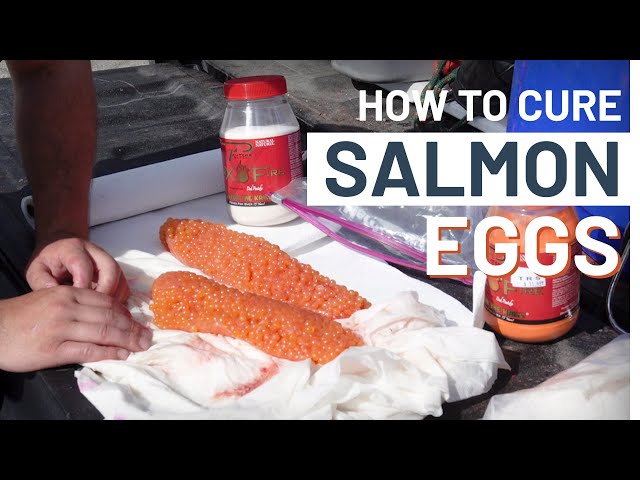 How to cure salmon eggs for float fishing in the fall 