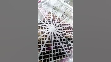 Dijual burung belibis stok banyak
