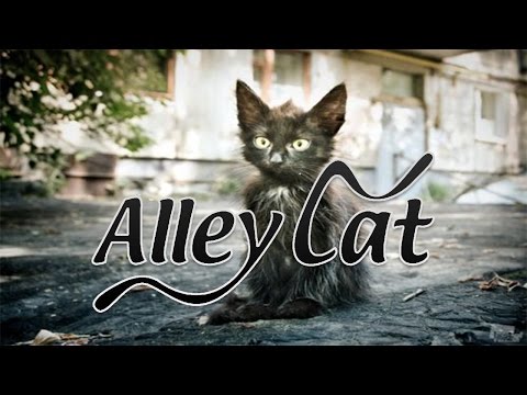 Мини прохождение игры - Alley Cat / Дворовой Кот