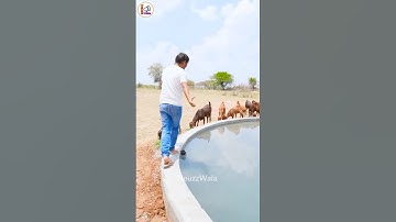 Mr Indian Hacker Build A Private Pool For Animals 😨 #shorts #mrindianhacker #ytshorts