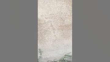 Wtf kind of bug is this#subscribe #bugs #shortsfeed #music #song #remix