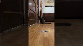 Cat Cries When Owners Leave #pet #animalantics #funnyanimals Cat Cries When Owners Leave #pet #animalantics #funnyanimals