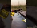 لن تصدق كيف تشرب النحلة الماء 