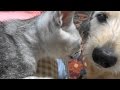 野良子猫ろく 飼い犬りゅうと添い寝したいの?したくないの?